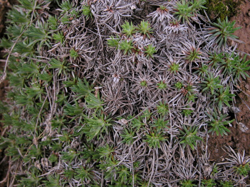 pianta scogliera di Porto Torres - Limonium sp